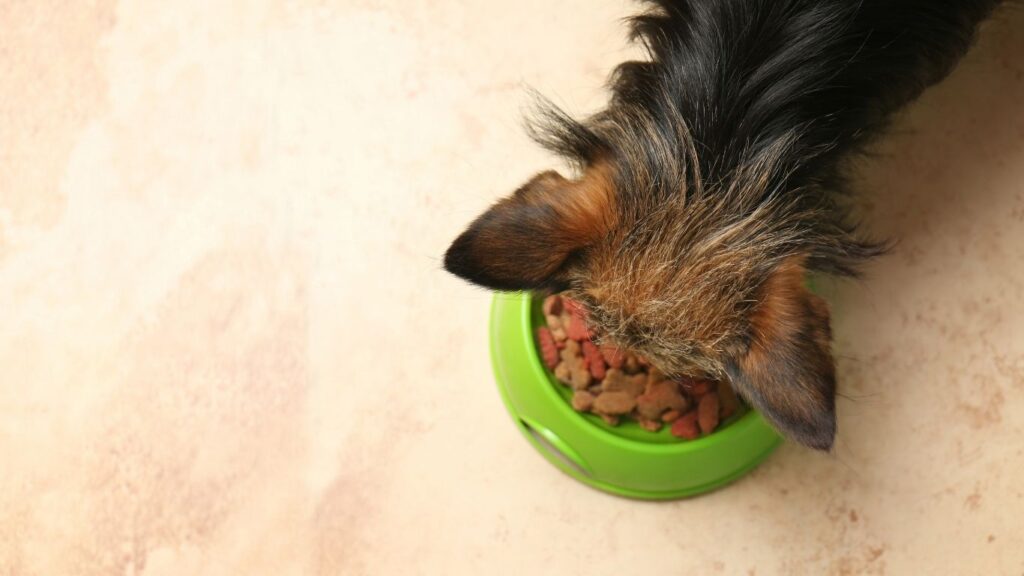 A closer look at Bioactive Pet Food Ingredients